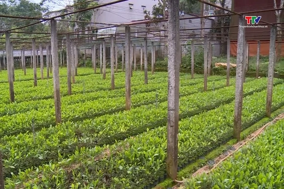 Trồng mới 1.500 ha rừng bằng cây nuôi cấy mô