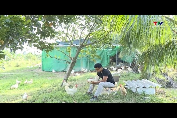 Thanh niên thành công từ nuôi gà thảo mộc