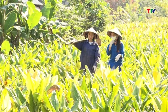 Nữ thanh niên dân tộc Thái khởi nghiệp thành công từ mô hình sản xuất Nông nghiệp sạch