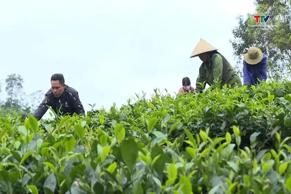 Hơn 15% Hợp tác xã có ứng dụng chuyển đổi số trong sản xuất, tiêu thụ sản phẩm