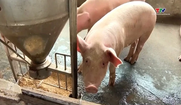 Giá lợn có thể tăng trong dịp Tết Nguyên đán