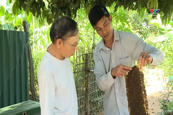 Thanh Hóa có hơn 1.300 tổ hợp tác hoạt động trong lĩnh vực nông nghiệp