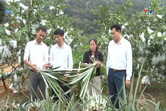 Hiệu quả các hoạt động hỗ trợ nông dân phát triển sản xuất, kinh doanh
