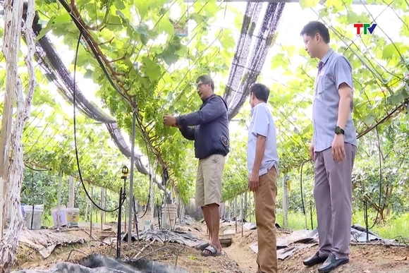 Năm 2025,Thanh Hóa tích tụ được 4474 ha đất nông nghiệp