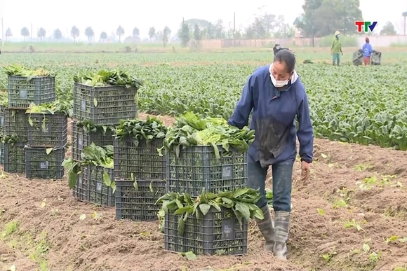Thanh Hóa có 645 HTX nông nghiệp tham gia liên kết sản xuất