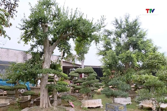 Làm giàu từ niềm đam mê với nghề trồng cây cảnh