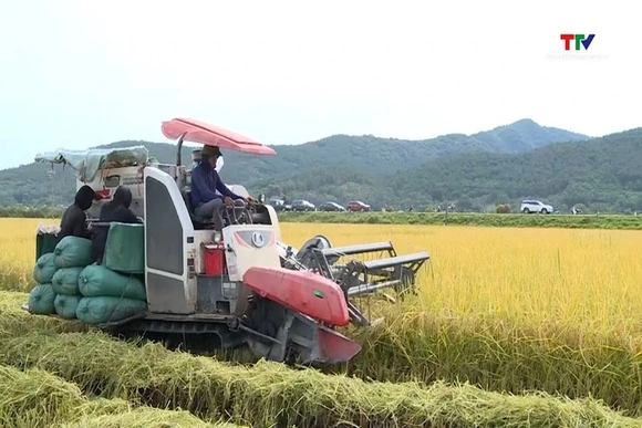 Thanh Hóa hỗ trợ 90 triệu đồng/ha phát triển vùng lúa hữu cơ