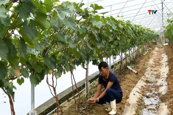 Thu nhập hàng tỷ đồng nhờ ứng dụng khoa học, công nghệ vào sản xuất