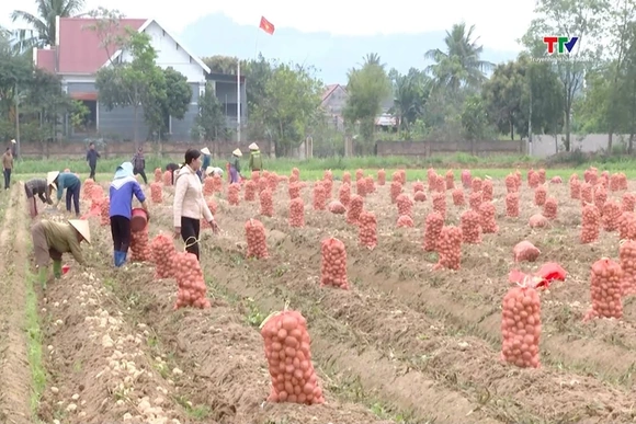 Phát triển diện tích liên kết trồng khoai tây vụ đông xuân