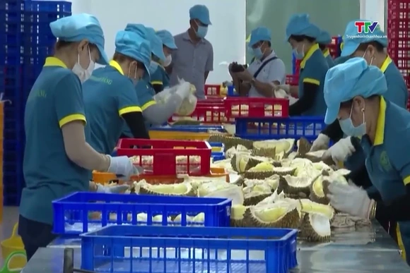 Năm 2026: Xuất khẩu rau quả hướng tới mục tiêu 10 tỷ USD