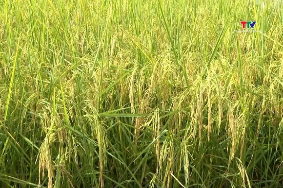 Tập trung phát triển sản phẩm nông nghiệp chủ lực