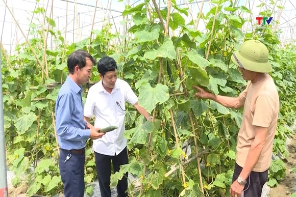 Thanh Hóa chú trọng xây dựng các chuỗi giá trị trong sản xuất nông nghiệp