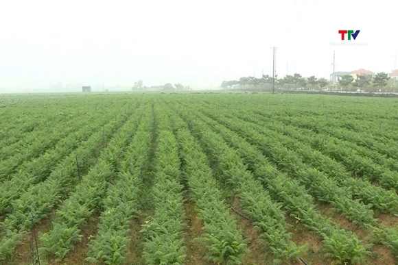 Thanh Hóa thực hiện chính sách hỗ trợ tích tụ, tập trung đất đai hơn 38  tỷ đồng