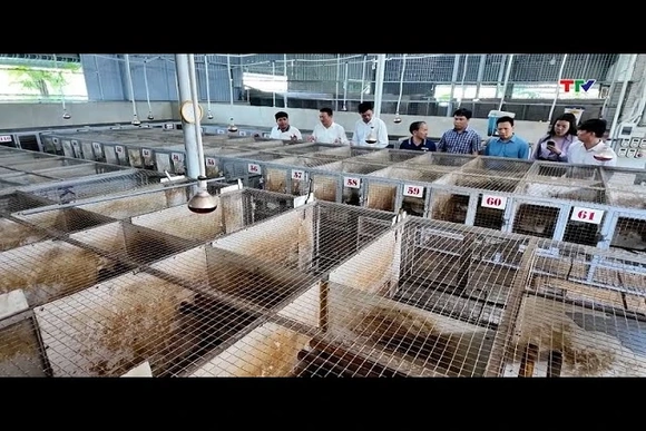 Nuôi cầy hương thu nhập hàng tỷ đồng mỗi năm