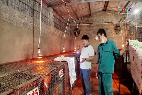 Trang trại chăn nuôi cầy hương với thu nhập hơn 1 tỷ đồng mỗi năm