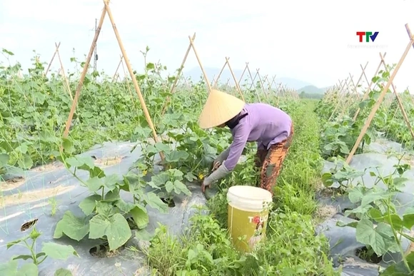 Thanh Hóa có khoảng 100 doanh nghiệp, Hợp tác xã tham gia cung ứng, phân phối nông sản thực phẩm an 