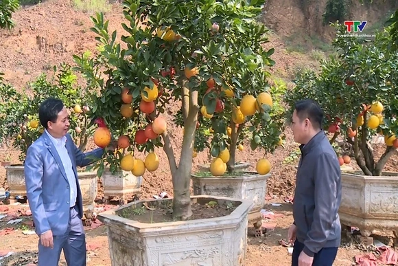 Bưởi Luận Văn- niềm tự hào nông sản của vùng đất Lam Sơn