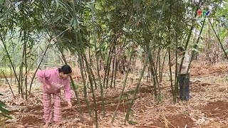 Thanh Hóa phấn đấu thành lập mới 80 Hợp tác xã nông nghiệp trong giai đoạn 2026 - 2030