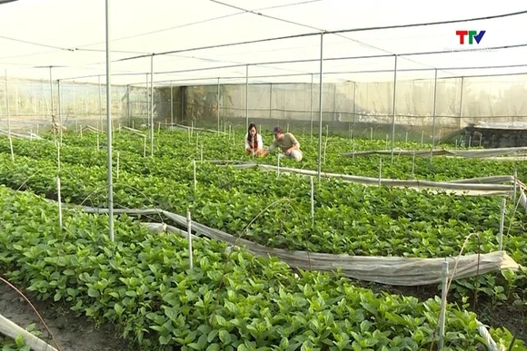 Cả nước có hơn 174.000 ha sản xuất nông nghiệp hữu cơ