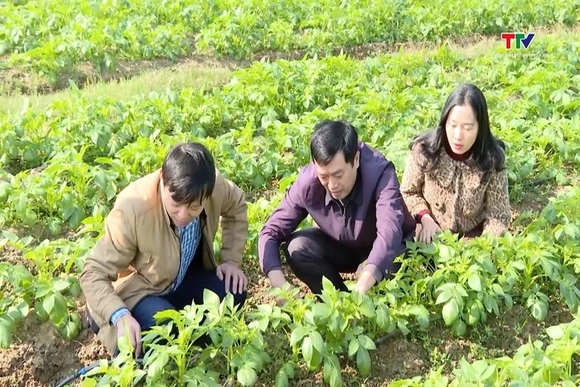 Tăng giá trị thu nhập từ liên kết sản xuất vụ Đông