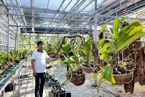Các nhà vườn chuẩn bị hoa, cây cảnh phục vụ Tết Nguyên đán