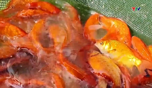 Làng nghề nuôi cá chép Lưu Vệ vào vụ Tết