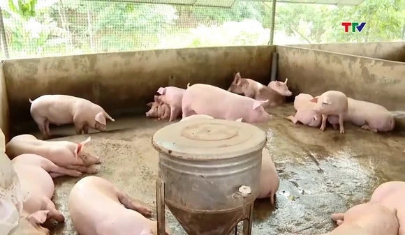 Giá lợn hơi tăng cao sát Tết