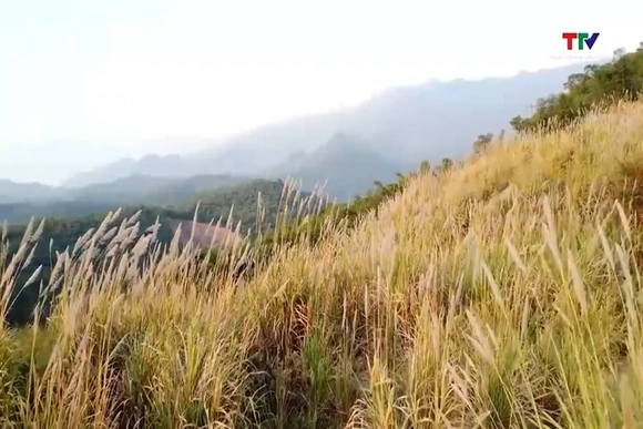 Chuyện bông lau trên bản