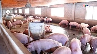 Giá tăng, nguồn cung thịt lợn đáp ứng đủ nhu cầu Tết
