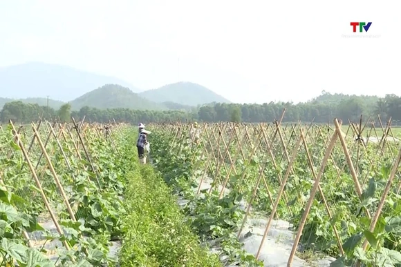 Phê duyệt đề án nâng cao an toàn thực phẩm nông nghiệp 2026 - 2030