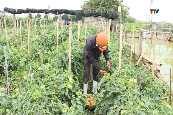 Thanh Hóa thu hoạch hơn 15.900 ha cây trồng vụ đông