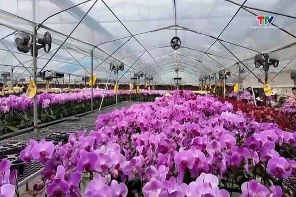 Đa dạng hoa, cây cảnh phục vụ Tết