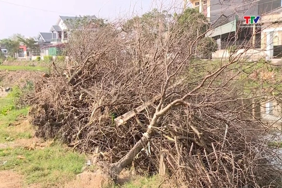 Đào Quảng Chính mất mùa