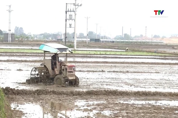 Thanh Hóa thu hoạch hơn 15.900 ha cây trồng vụ Đông