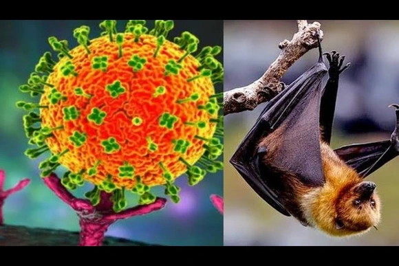 Tăng cường giám sát, phòng chống dịch bệnh do vi rút Nipah