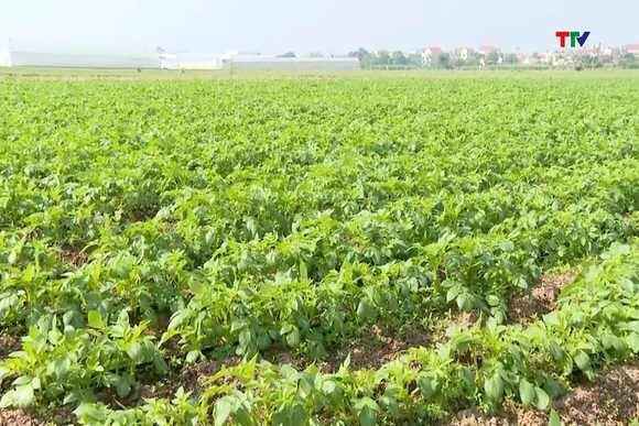 Sản xuất khoai tây hàng hóa mở hướng tái cơ cấu cây trồng