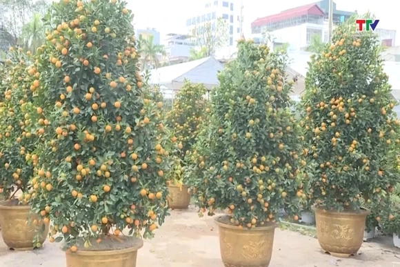 Đảm bảo trật tự đô thị tại các khu vực chợ hoa, cây cảnh