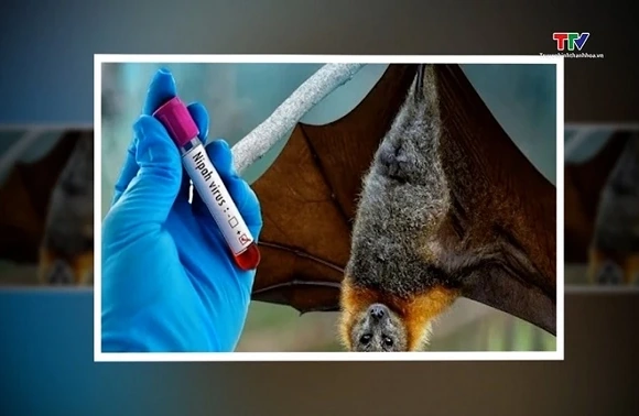 WHO: nguy cơ virus Nipah xâm nhập Việt Nam là thấp