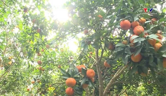 Vàng ươm mùa mới
