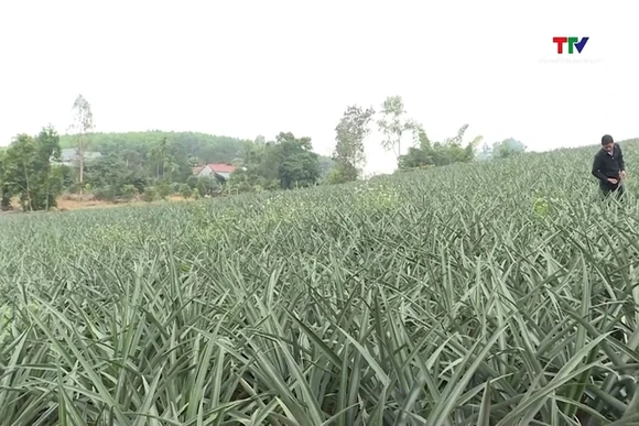 Phát triển kinh tế từ cây dứa gai ở xã Ngọc Liên