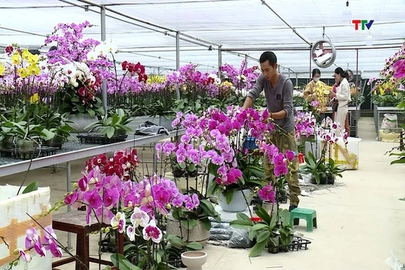 Thu nhập cao từ trồng hoa Lan Hồ Điệp