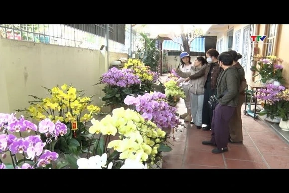 Thị trường hoa, cây cảnh Tết: đa dạng chủng loại, giá cơ bản ổn định