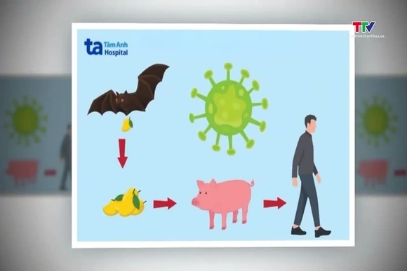 WHO: nguy cơ virus Nipah xâm nhập Việt Nam là thấp
