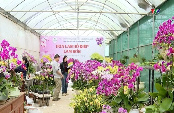 Nông sản công nghệ cao Lam Sơn vào Tết