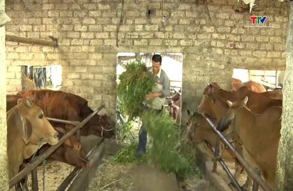Chăm sóc, bảo vệ đàn trâu, bò trong những ngày rét đậm, rét hại