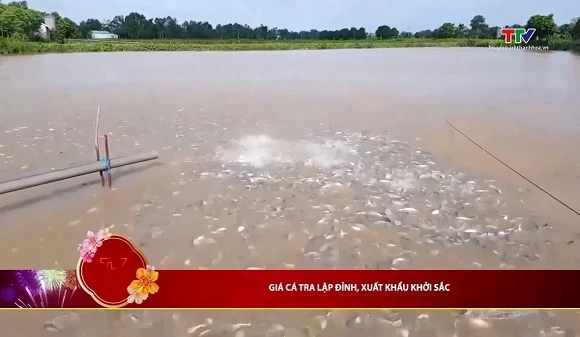 Giá cá tra lập đỉnh, xuất khẩu khởi sắc
