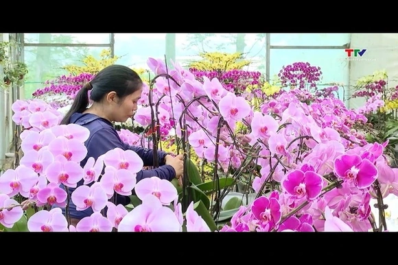 Nông sản công nghệ cao Lam Sơn vào Tết