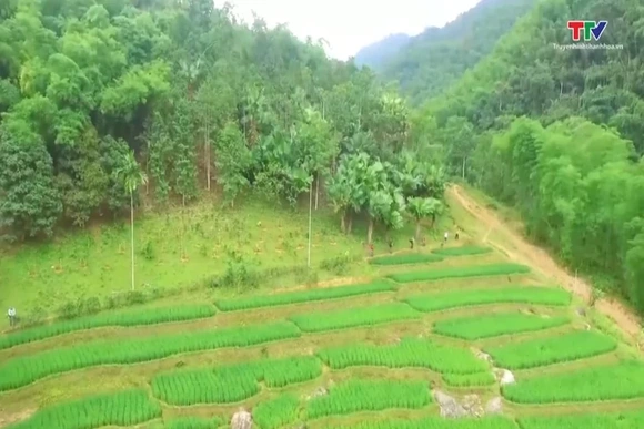 Thanh Hóa có độ che phủ rừng 54,09%
