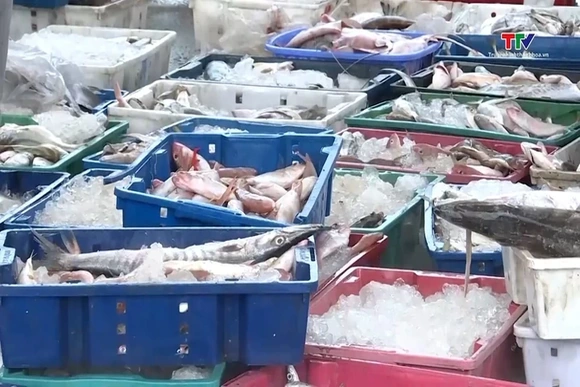 Ngư dân Thanh Hóa tấp nập ra khơi những ngày đầu năm mới