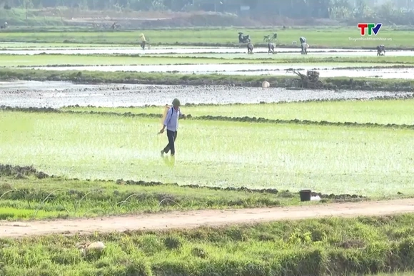 Thanh Hóa cơ bản hoàn thành gieo cấy diện tích lúa Xuân
